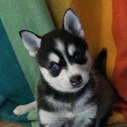 Alaskan Klee Kai from Klee Kai Breeders with Love
