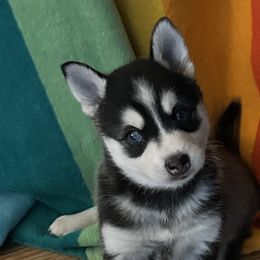 Alaskan Klee Kai from Klee Kai Breeders with Love