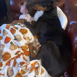 Doberman Pinscher Puppies from Imperium Dobermann Kennel