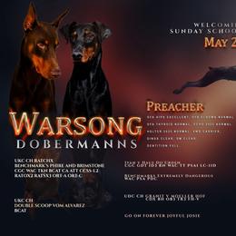 Doberman Pinscher puppies from Warsong Dobermann