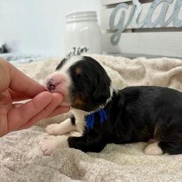 Buttercup - Tri-color male Bernedoodle puppy in Hegins, Pennsylvania from Bubbling Springs Doodles, LLC