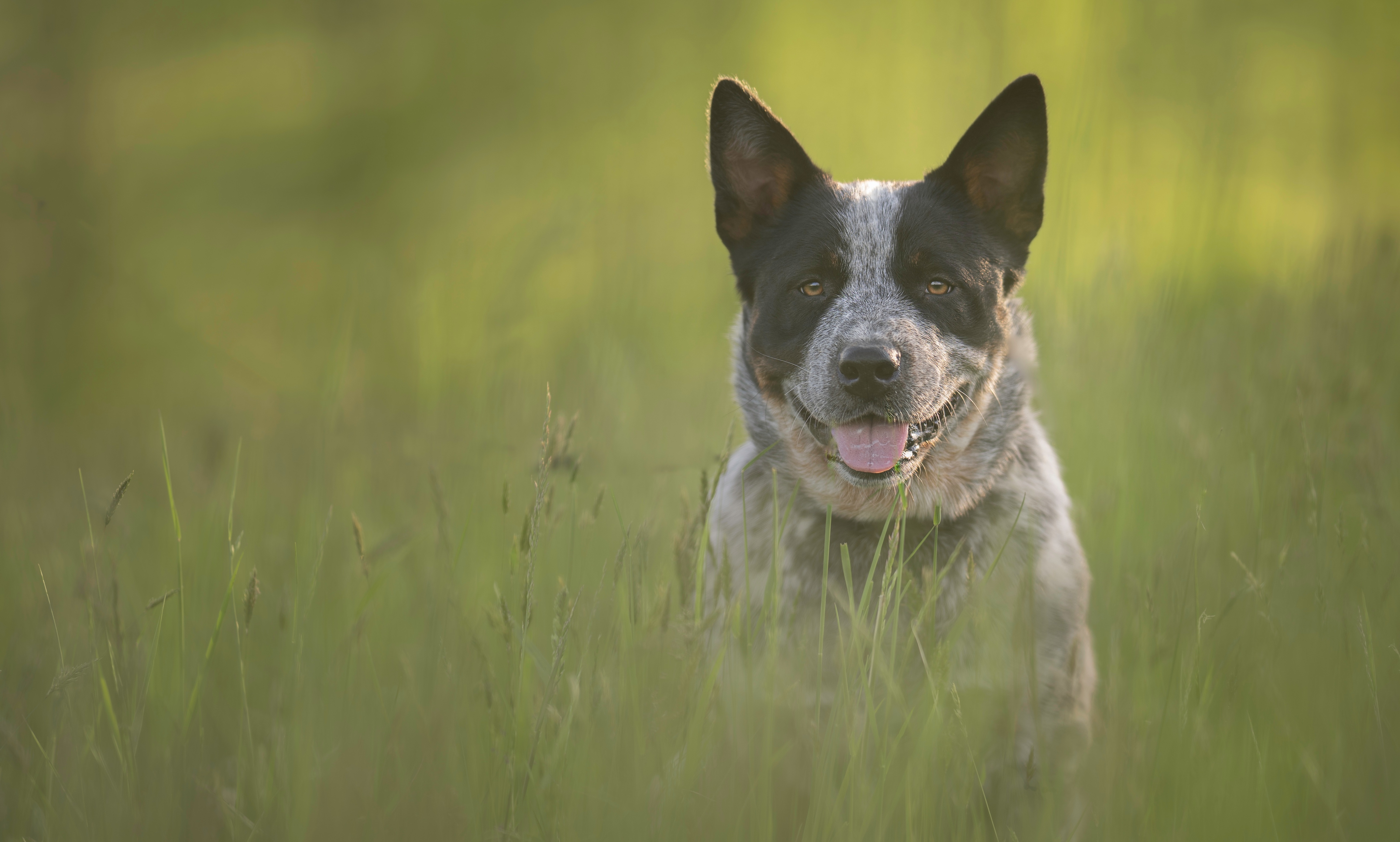 Pickles - Australian Cattle Dog