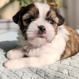 Sprinkles - Black gold and white female Shorkie puppy in Idaho from Little Rascal Ranch