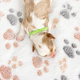 Aussiedoodle, Bernedoodle, Cavapoo, Goldendoodle, and Newfypoo Puppies from Haaspawz