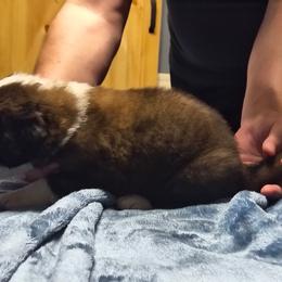 Girl 3 - Brown and white female Saint Bernard puppy in Clover, South Carolina from Sweetest Saints