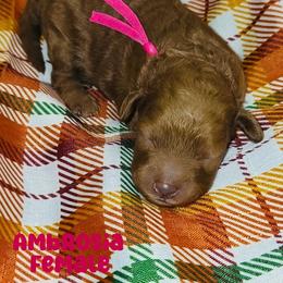 Ambrosia - Red  female Goldendoodle puppy in Beecher, Illinois from Erica’s Doodles