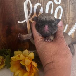 Purple collar - Fawn female Pug puppy in Tucson, Arizona from Furever Friends