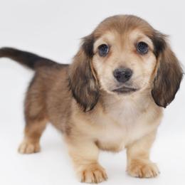 VERSACE - AKC Import Lines - Cream female Dachshund puppy in Coweta, Oklahoma from Sunnyside Dachshunds
