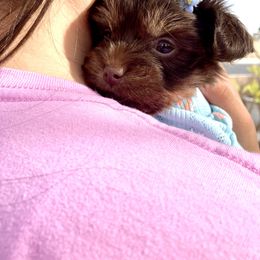 Shih Tzu and Yorkshire Terrier Puppies from Yuma Yorkie Town
