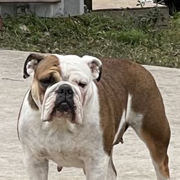 Bulldog and Saint Bernard All Grown Up from Tiffany Foust's St. Bernards and Bulldogs