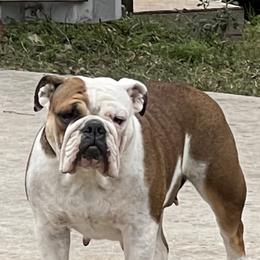 Bulldog and Saint Bernard All Grown Up from Tiffany Foust's St. Bernards and Bulldogs