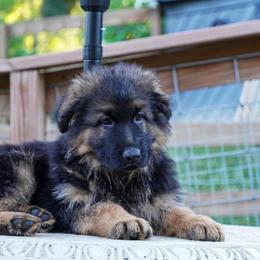 Orange collar - Black and red female German Shepherd puppy in Howell, Michigan from Sheyenne’s Shepherds