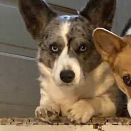 Cardigan Welsh Corgis from Gleann Daire Farm
