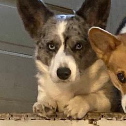 Cardigan Welsh Corgis from Gleann Daire Farm