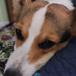 Pembroke Welsh Corgis from Parker's Pembrokes