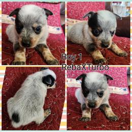Boy 1 - Blue male Australian Cattle Dog puppy in Bradford, Arkansas from Cedar Rock Heelers and Kelpies