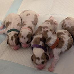 Cavapoo Puppies from Crystal Coast Cavapoodles