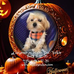 Cheyenne Shitzu-Yorkie - Gold male Morkie puppy in Silverhill, Alabama from Malteseuluv’s Tiny Treasurers