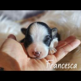 Francesca - Black tri female Miniature Australian Shepherd puppy in Macomb, Missouri from Faunus Farms and Aussies