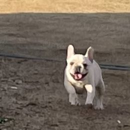 French Bulldog and Labrador Retriever Puppies from Desiree Ortiz's French Bull Dogs and Labrador Retrievers