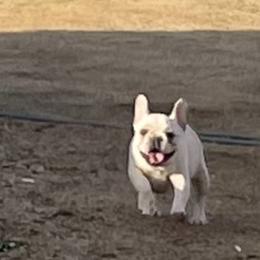 French Bulldog and Labrador Retriever Puppies from Desiree Ortiz's French Bull Dogs and Labrador Retrievers