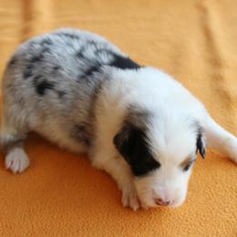 Gilbert - Blue merle male Australian Shepherd puppy in Kansas, Oklahoma from Windy G Farm