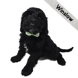 Winslow - Black and white male Bernedoodle puppy in Crawfordsville, Indiana from Winding Creek Ranch Doodles
