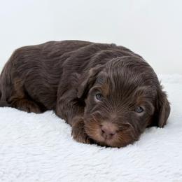 Ted - male Golden Mountain Doodle puppy in Fleming, Colorado from Vandenbark Doodles
