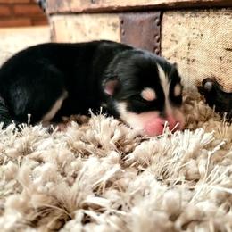 Moose - Black and white male Pomsky puppy in Sand Coulee, Montana from Big Sky Pomskies