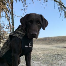 Ruddy - Labrador Retriever