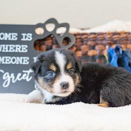 Hook - Black tri male Miniature Australian Shepherd puppy in Buna, Texas from R & C Kennels