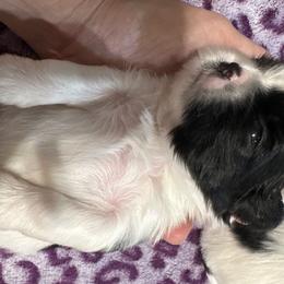 Blk wht boy - Shih Tzu puppy from Southern Sass Shih Tzu