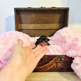 Maltese, Maltipoo, Poodle, and Yorkshire Terrier Puppies from Paw Perfect Pets