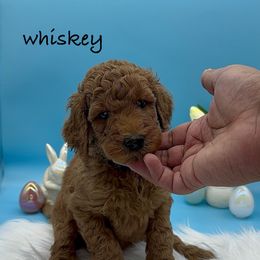 Whiskey (Black Collar) - Red  Goldendoodle puppy in Richmond, Virginia from Kessi Doodles