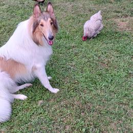 Collies from Gun Barrel Collies