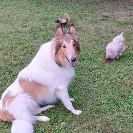 Collies from Gun Barrel Collies