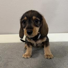Gray - female Dachshund puppy in New Caney, Texas from Liberty Dachs