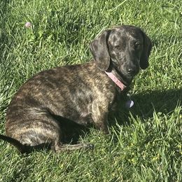 Dazee - Dachshund