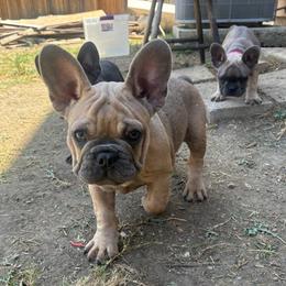 Green - Blue fawn male French Bulldog puppy in Kyle, Texas from Small Town Frenchies