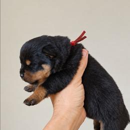 Red female - Black and mahogany female Rottweiler puppy in Lake City, Florida from Haus Der Wut Kennels