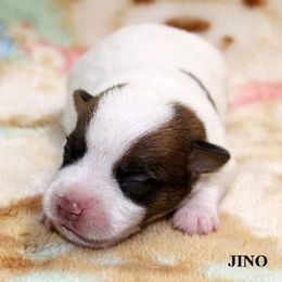 Russell Terrier Puppies from Brightjacks Shortiejacks