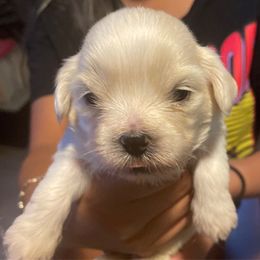 Boy 3 - White male Lhasa Apso puppy in Fort Worth, Texas from Sheri's Lhasa Apso Puppies