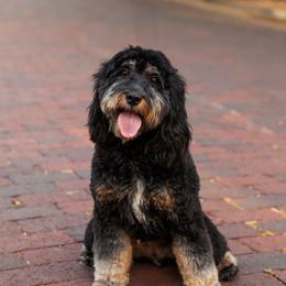 Paige - Goldendoodle