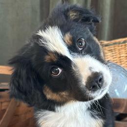 MaryKate - Black tri-color female Australian Shepherd puppy in New Boston, New Hampshire from Painted Pup Australian Shepherds