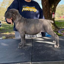 Brown - Gray brindle female Cane Corso puppy in Opelousas, Louisiana from Azelees Cane Corso