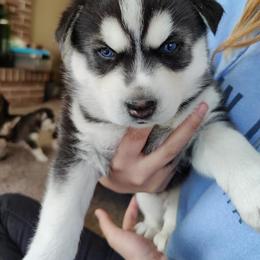 Alaskan Malamute and Siberian Husky Puppies from Chocolate Hollow Farms