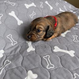 Stefan - Cream male Dachshund puppy in Molino, Florida from Dooney's Dachshunds