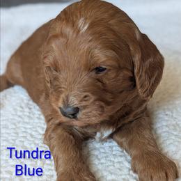 Blue - Red  male Goldendoodle puppy in Connecticut from Valley View Doodles