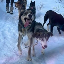 Freckles - Alaskan Husky