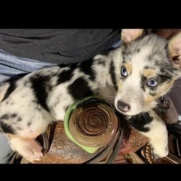 American Corgi, Miniature Australian Shepherd, and Pembroke Welsh Corgi Puppies from Rafter C Aussies & Corgis